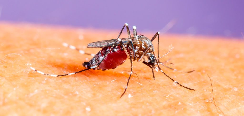 Cómo evitar la picadura de mosquitos invasores